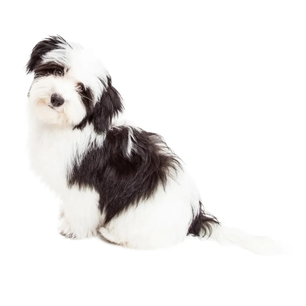 Bichon Havanês — filhote
