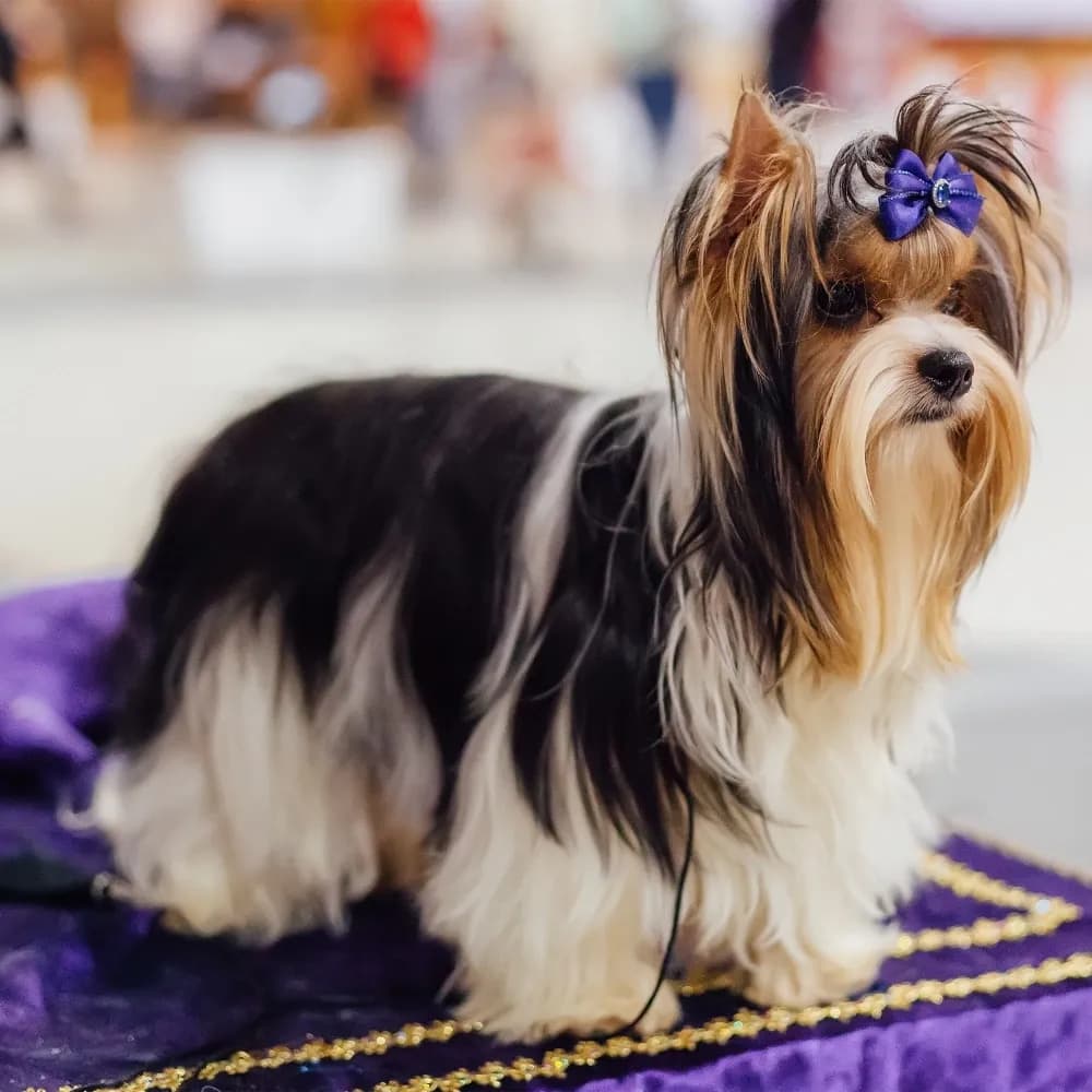 Biewer Terrier — registro 01