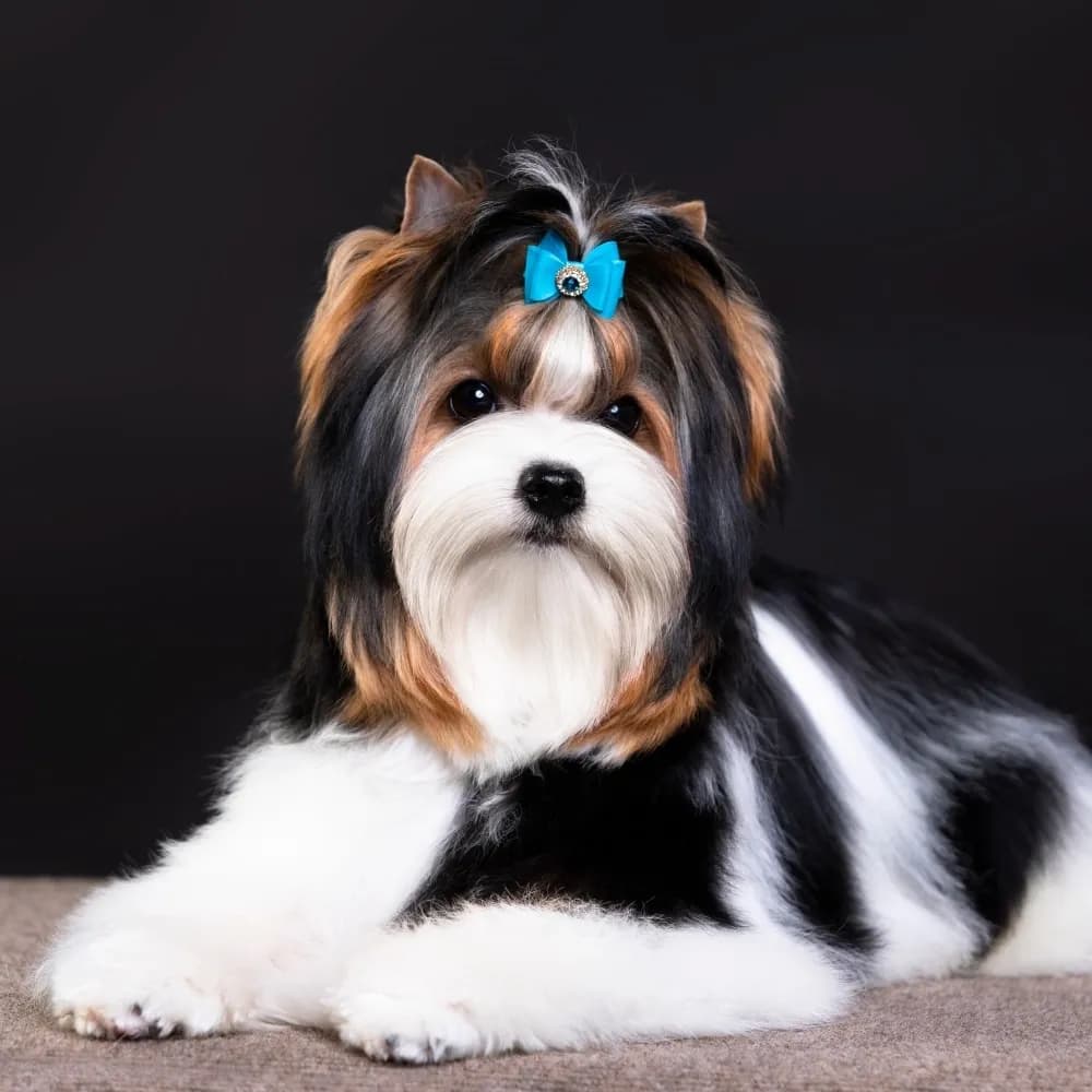Biewer Terrier — registro 02