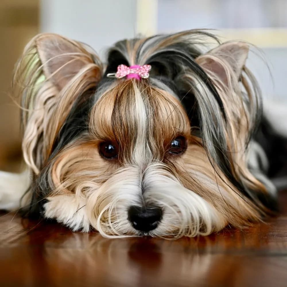 Biewer Terrier — registro 03