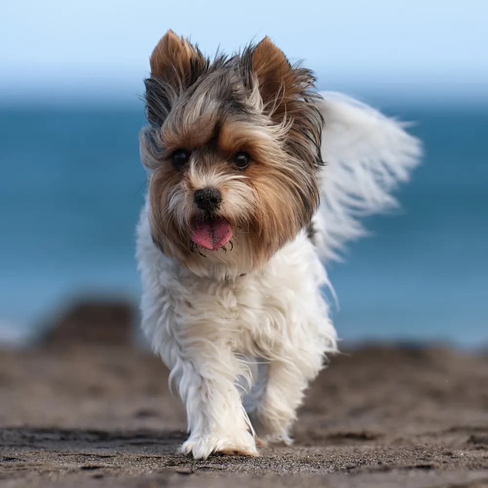 Biewer Terrier — registro 04