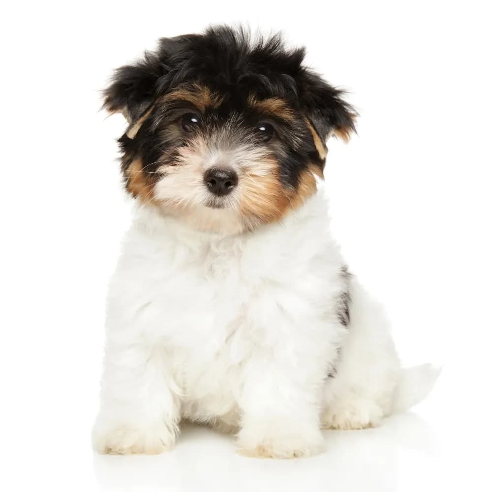 Biewer Terrier — filhote
