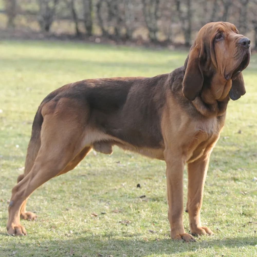 Bloodhound — registro 01