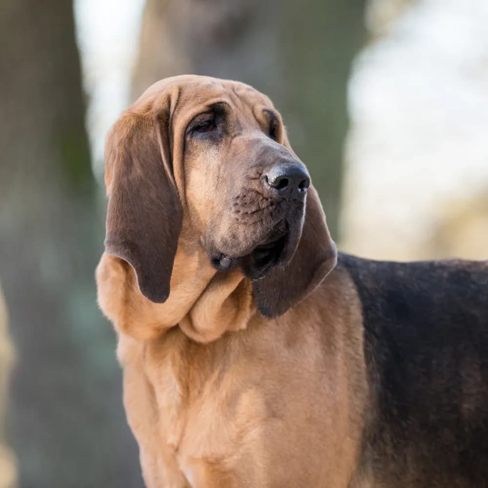 Bloodhound — registro 02