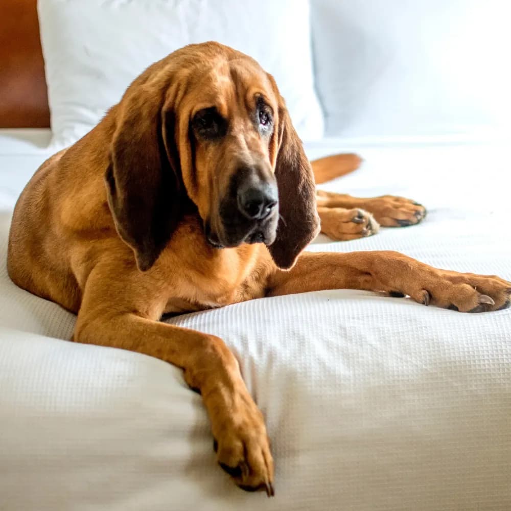 Bloodhound — registro 03