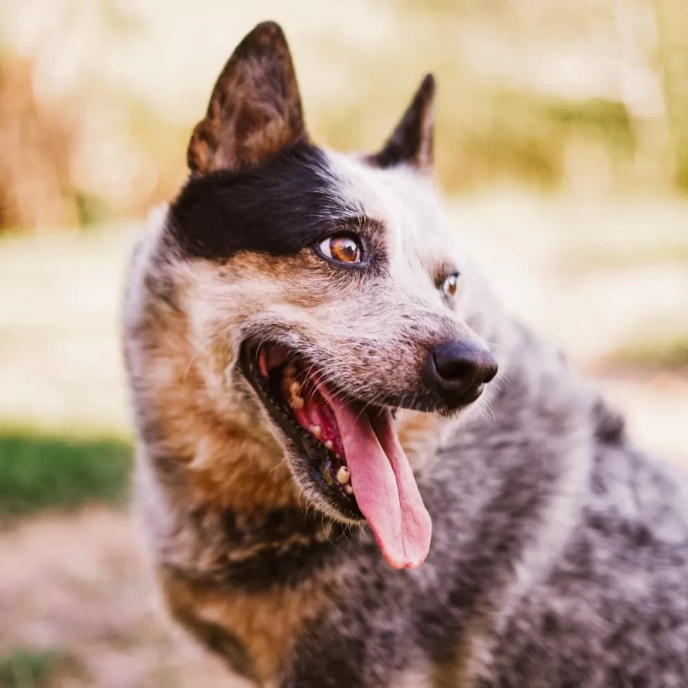 Blue Heeler — registro 01
