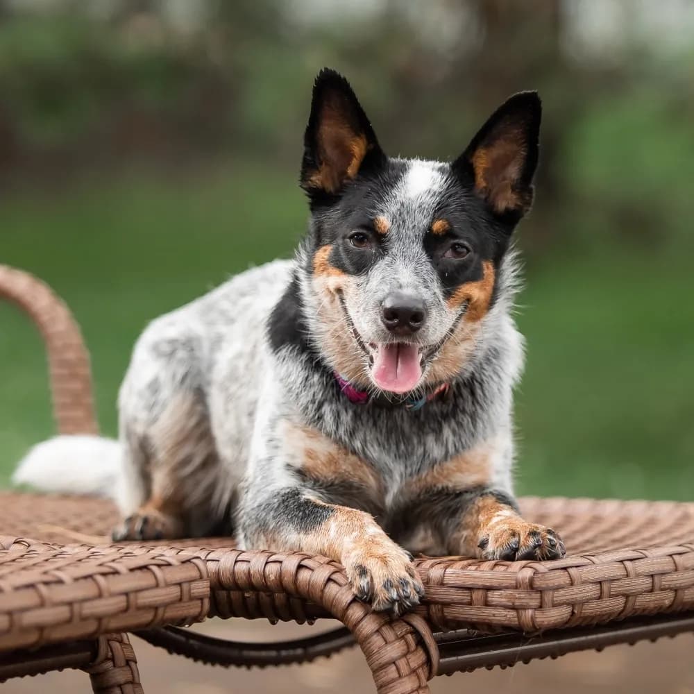 Blue Heeler — registro 02