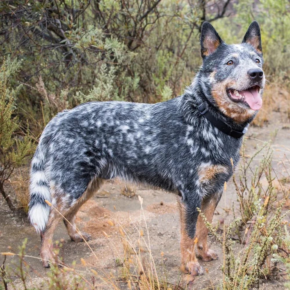 Blue Heeler — registro 03