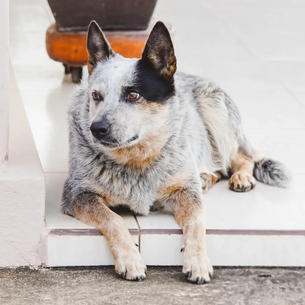 Blue Heeler — registro 04