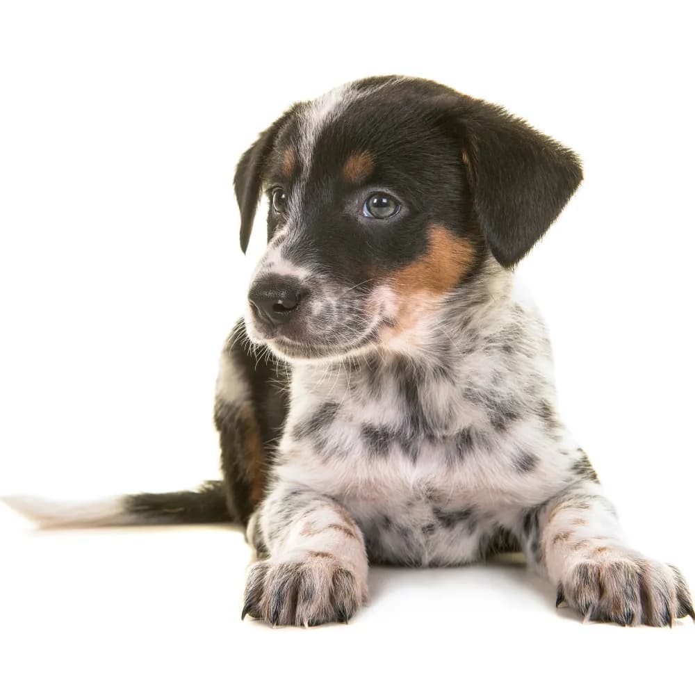 Blue Heeler — filhote