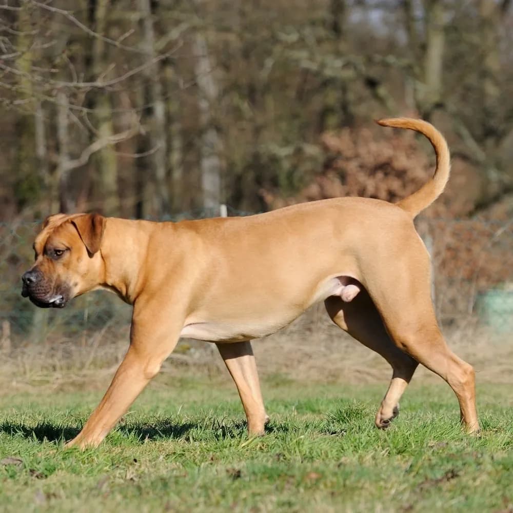Boerboel — registro 02