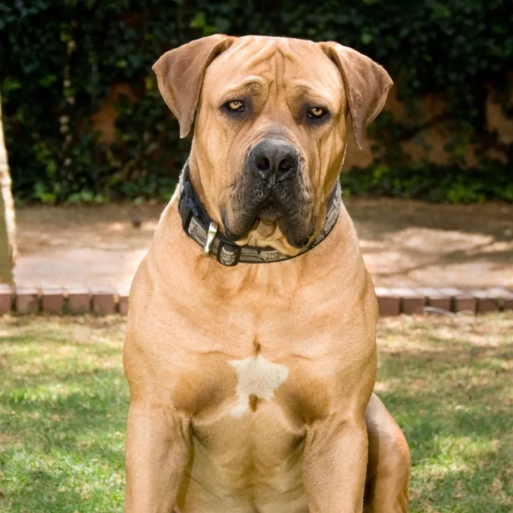 Boerboel — registro 03