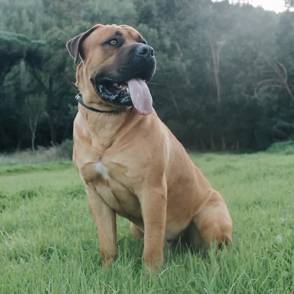 Boerboel — registro 04