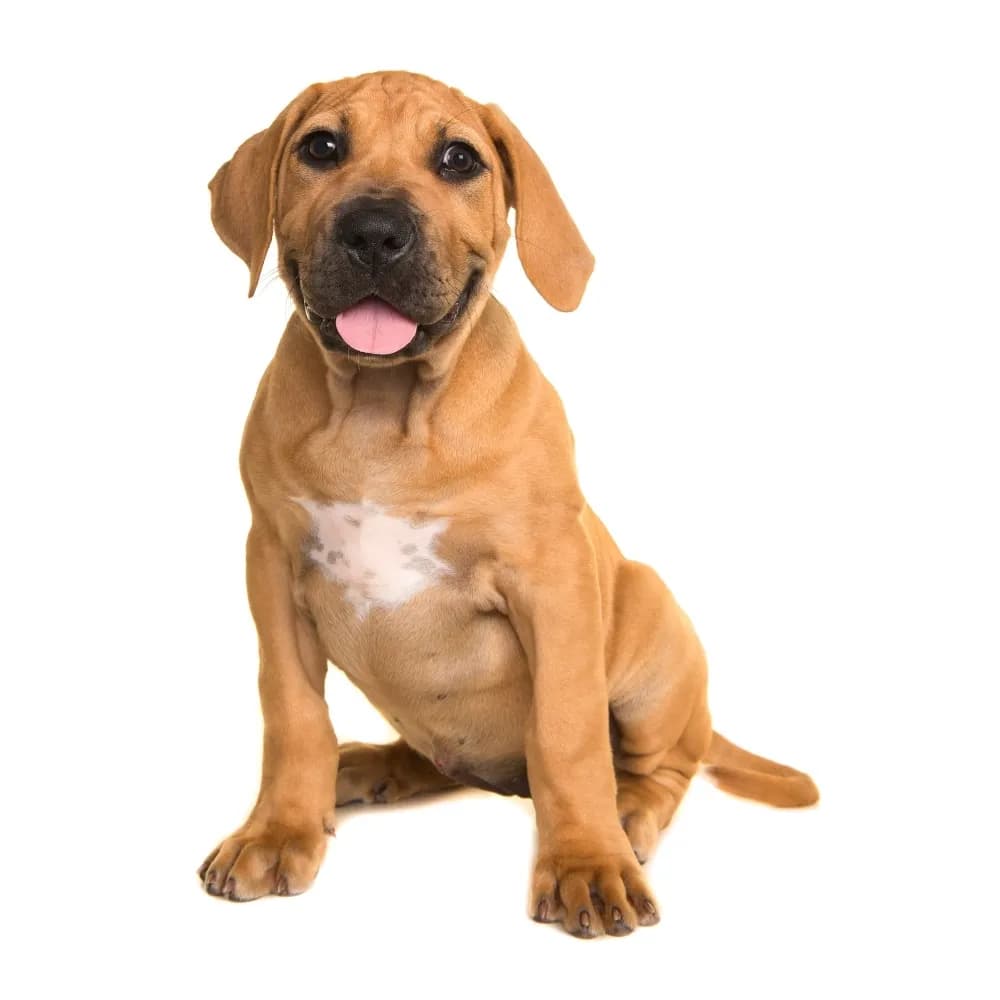 Boerboel — filhote