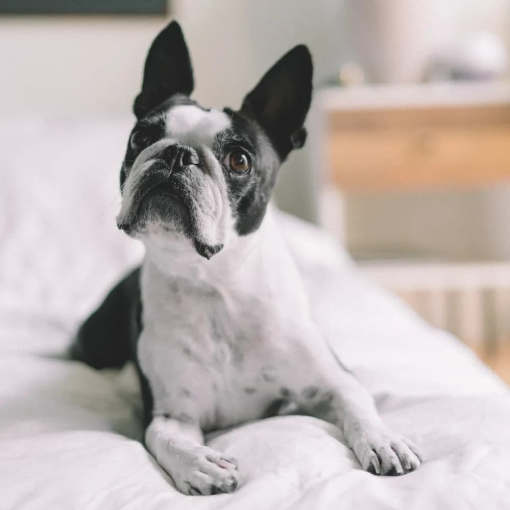 Boston Terrier — registro 01