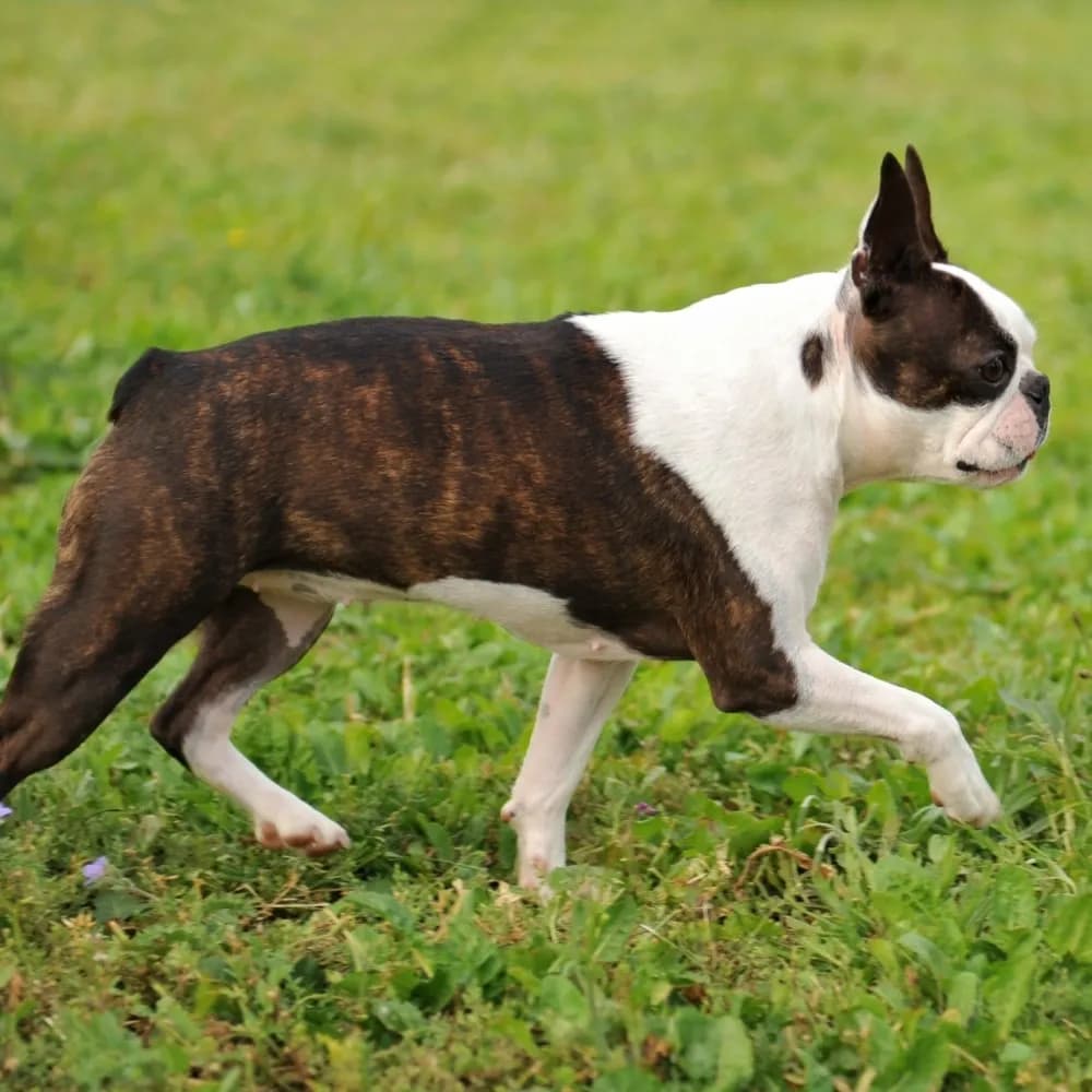 Boston Terrier — registro 02
