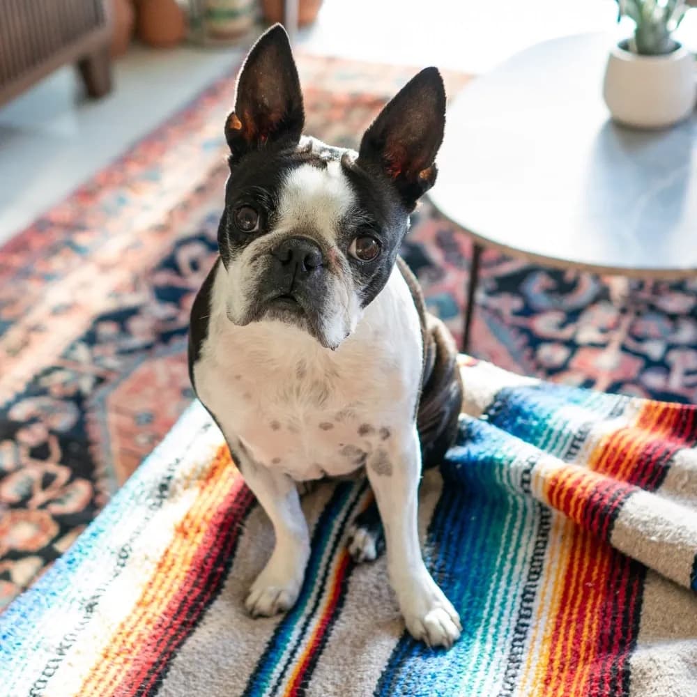 Boston Terrier — registro 03