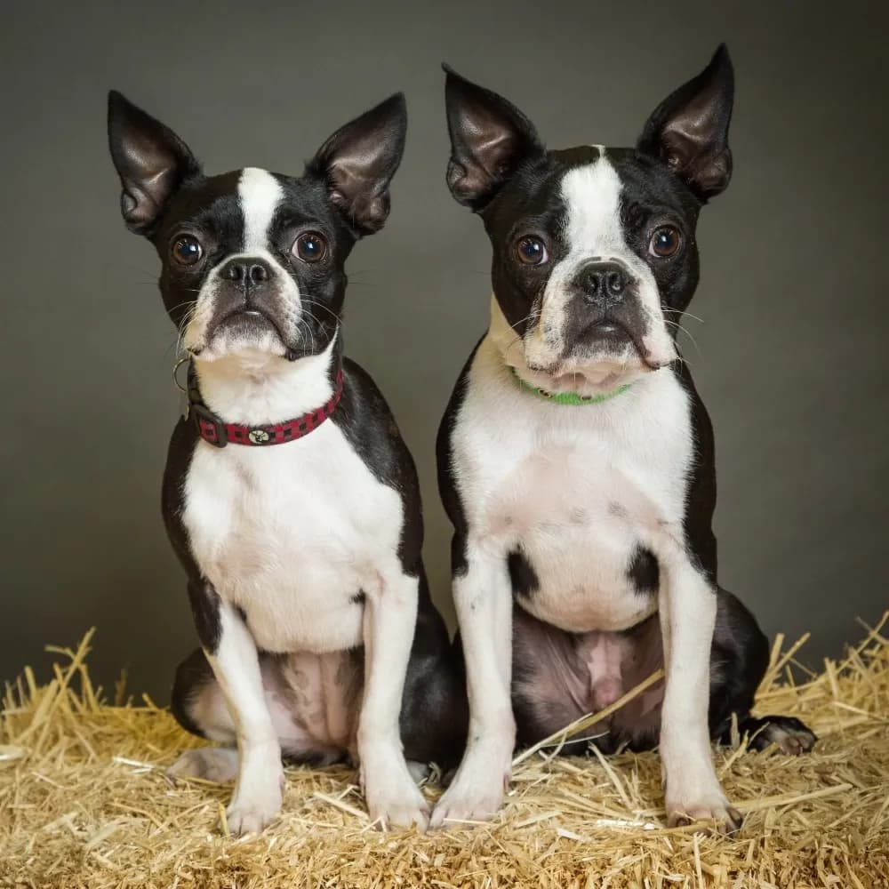 Boston Terrier — registro 04