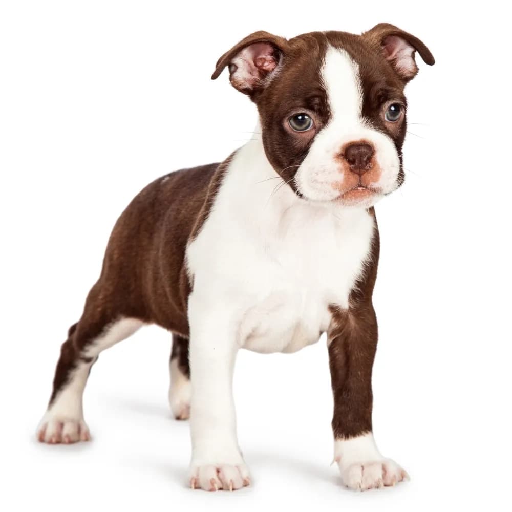 Boston Terrier — filhote
