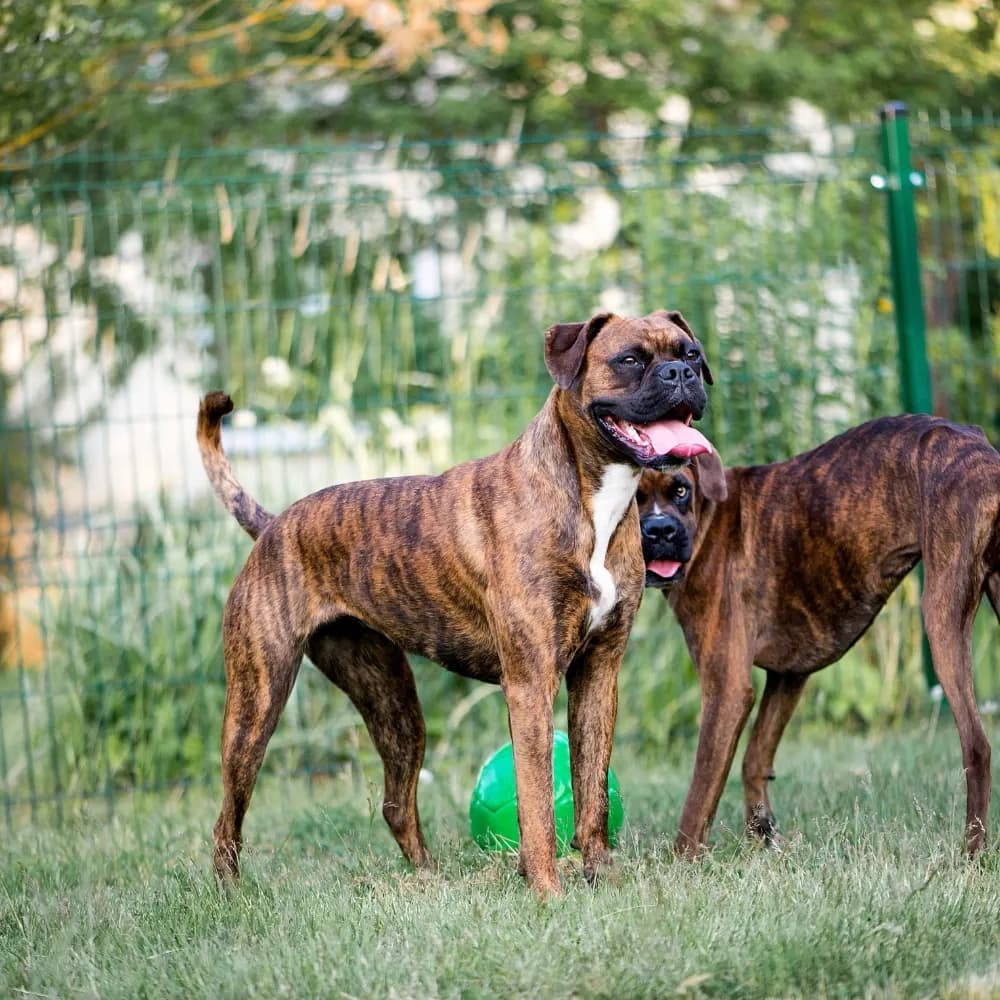 Boxer — registro 02