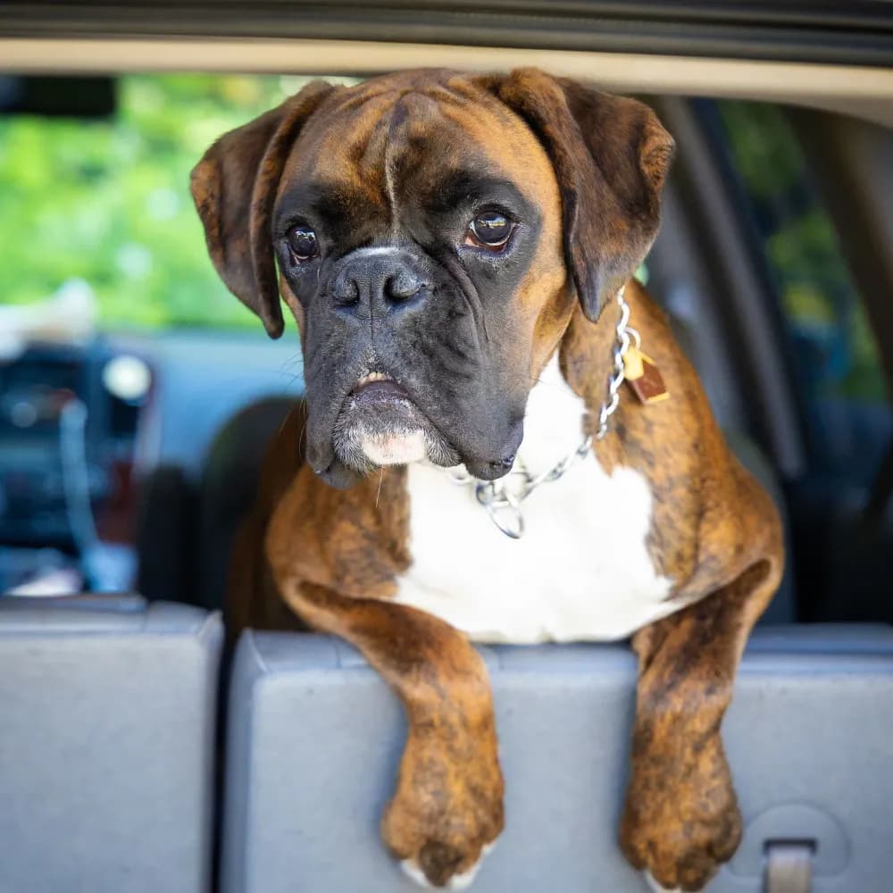 Boxer — registro 03