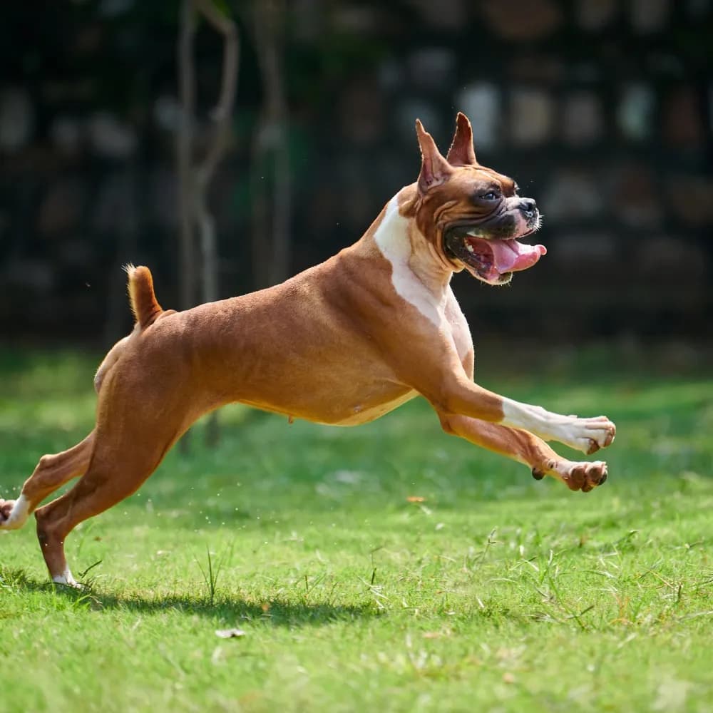 Boxer — registro 04