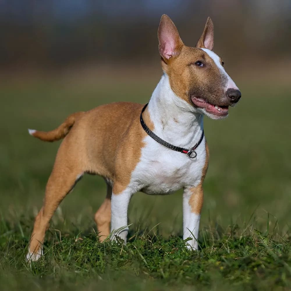 Bull Terrier — registro 01