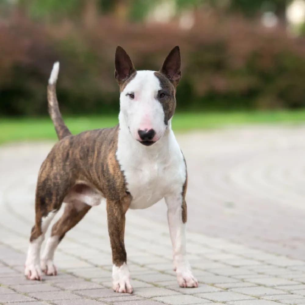 Bull Terrier — registro 02