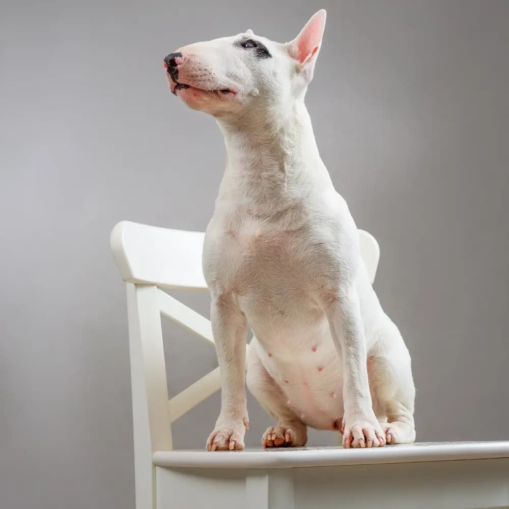 Bull Terrier — registro 03