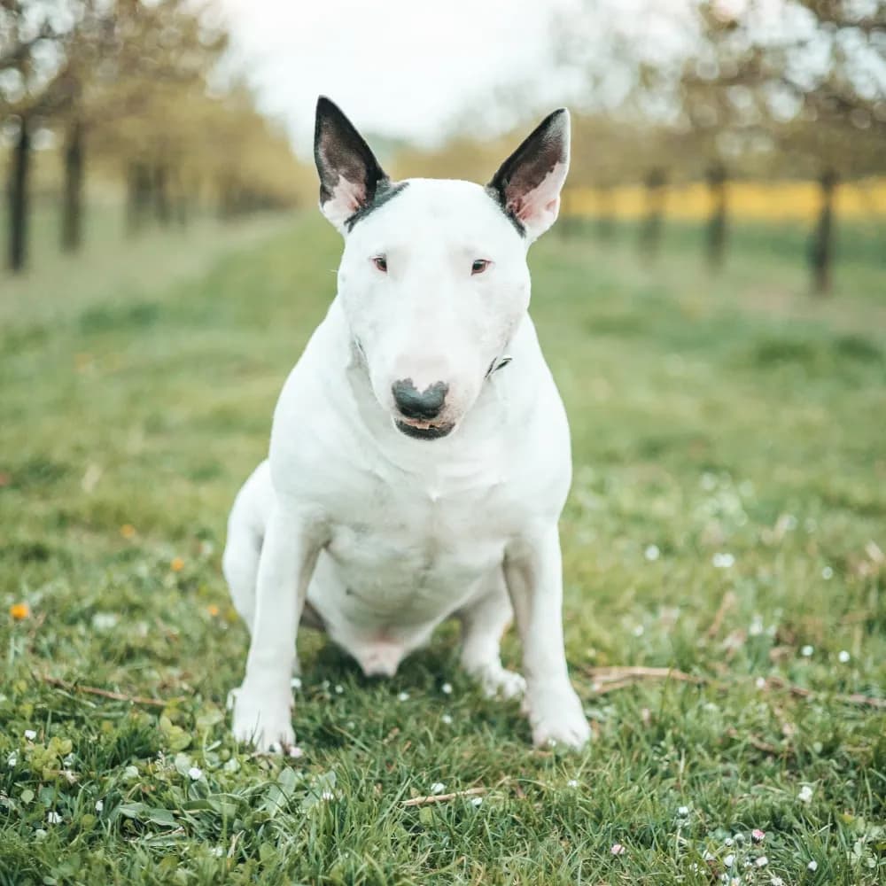 Bull Terrier — registro 04
