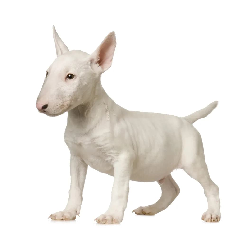 Bull Terrier — filhote