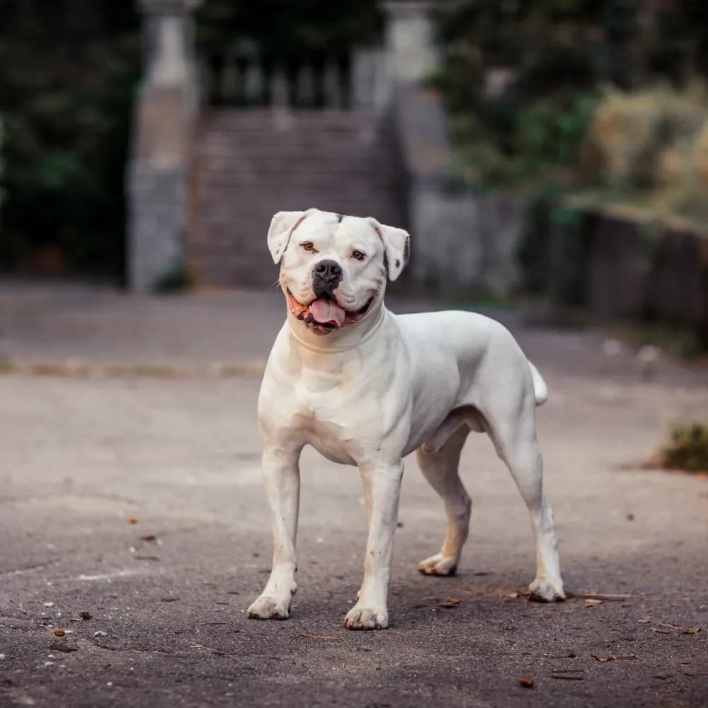 Bulldog Americano — registro 01