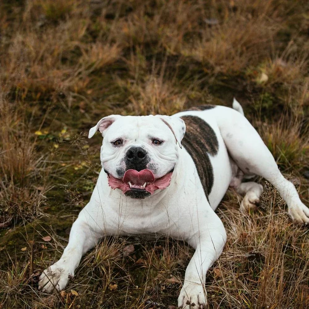 Bulldog Americano — registro 02
