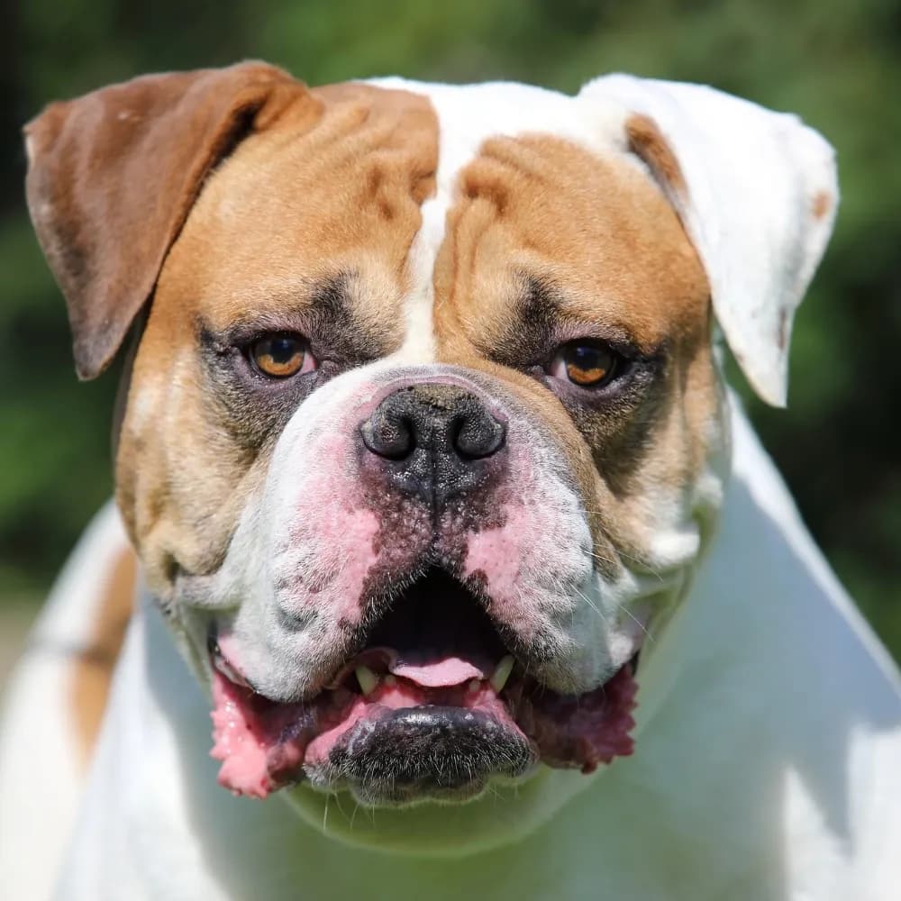 Bulldog Americano — registro 03