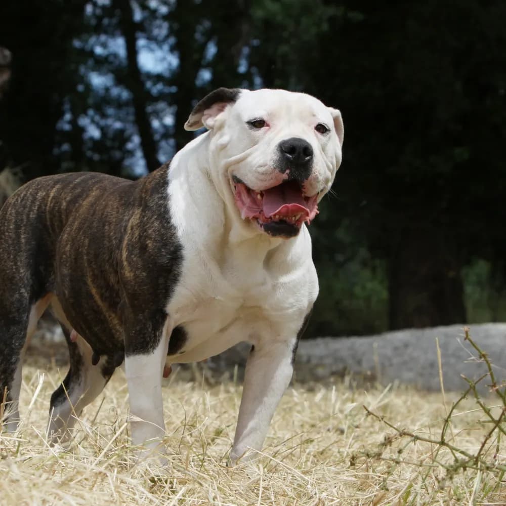 Bulldog Americano — registro 04