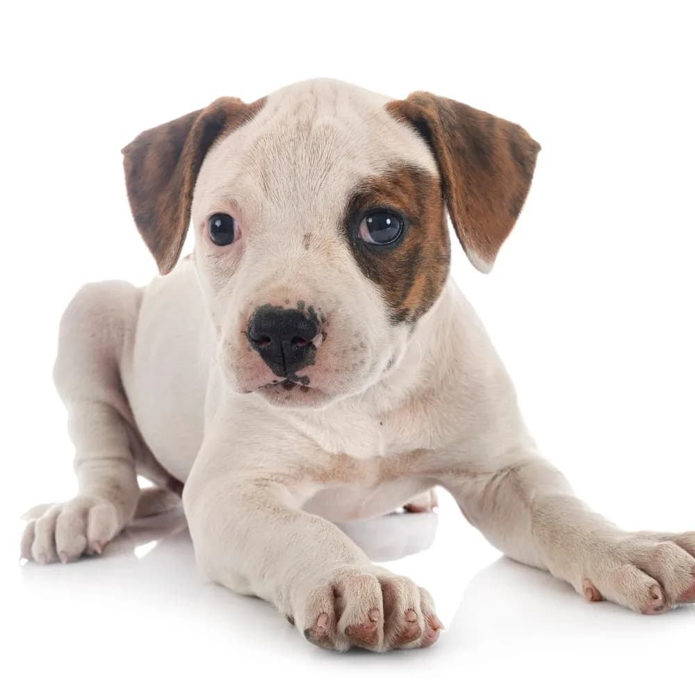 Bulldog Americano — filhote