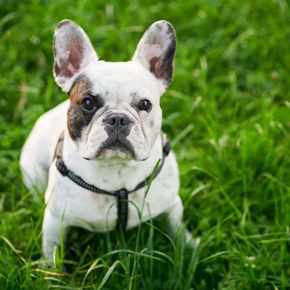 Bulldog Francês — registro 01