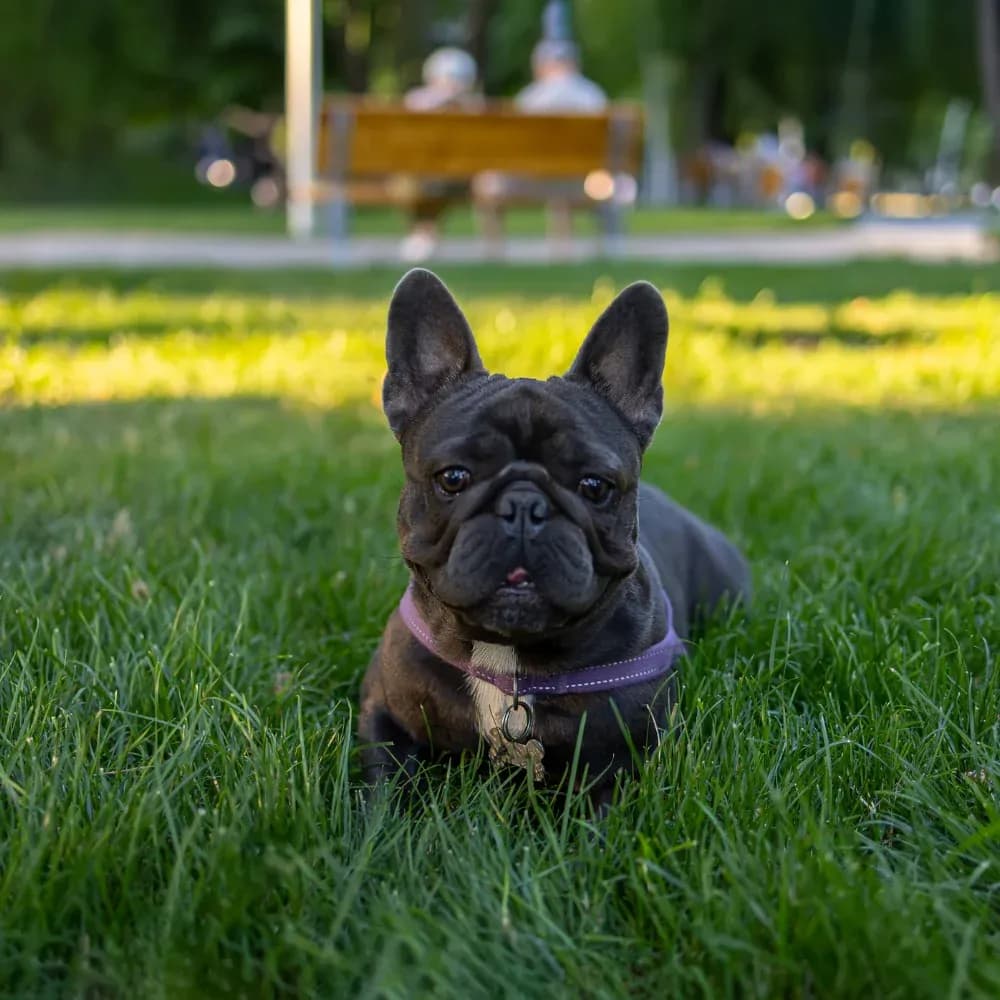 Bulldog Francês — registro 02