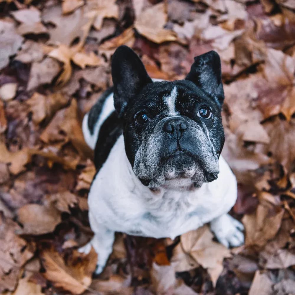Bulldog Francês — registro 04