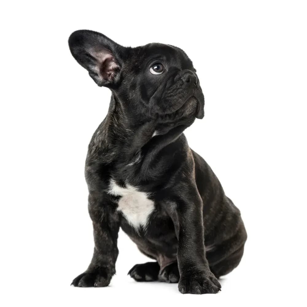 Bulldog Francês — filhote