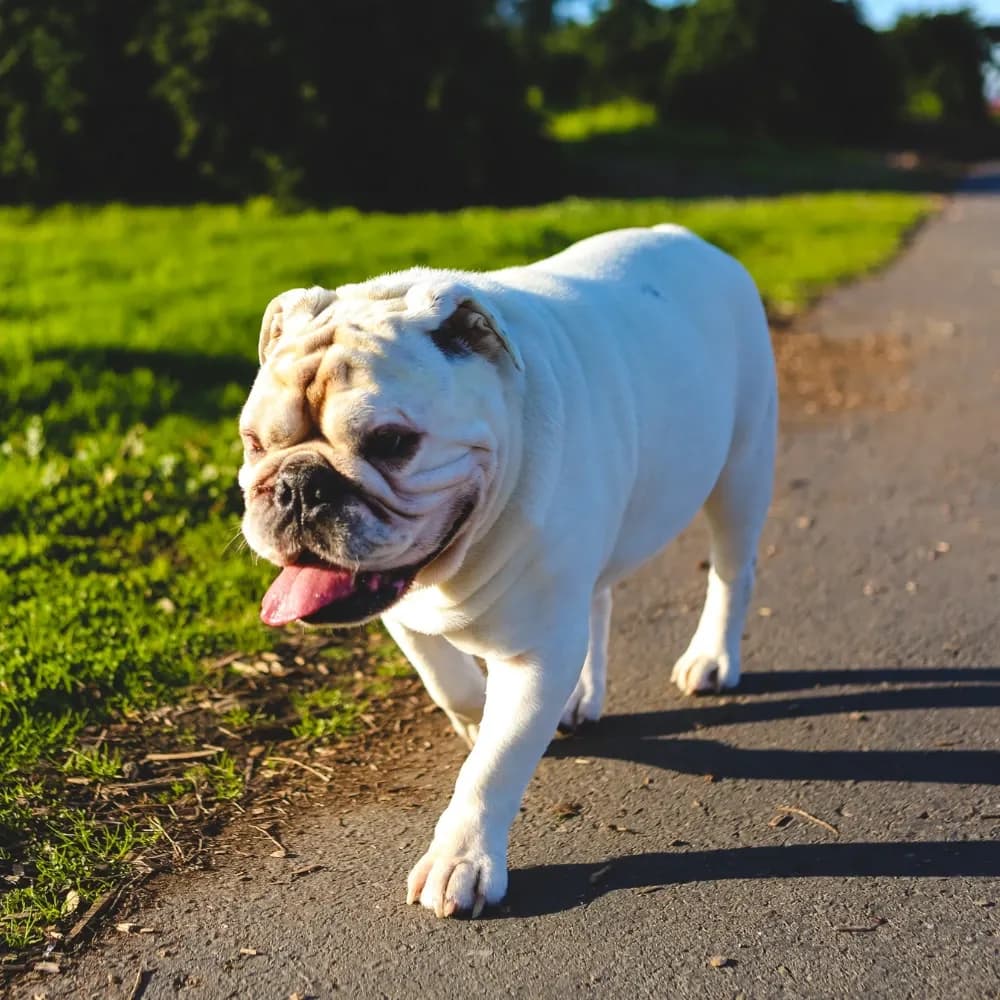 Bulldog Inglês — registro 01