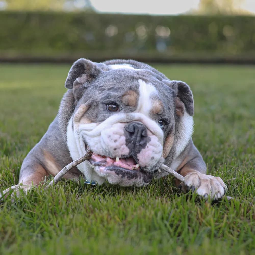 Bulldog Inglês — registro 02