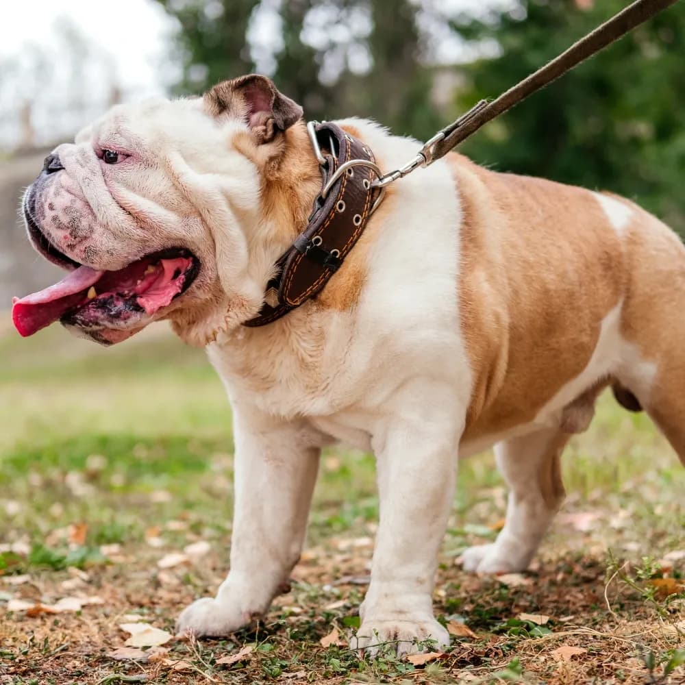 Bulldog Inglês — registro 03