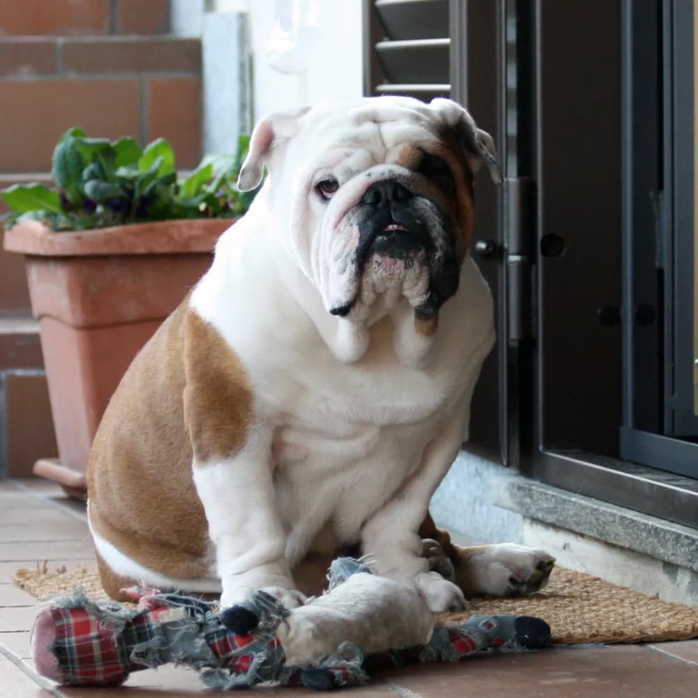 Bulldog Inglês — registro 04