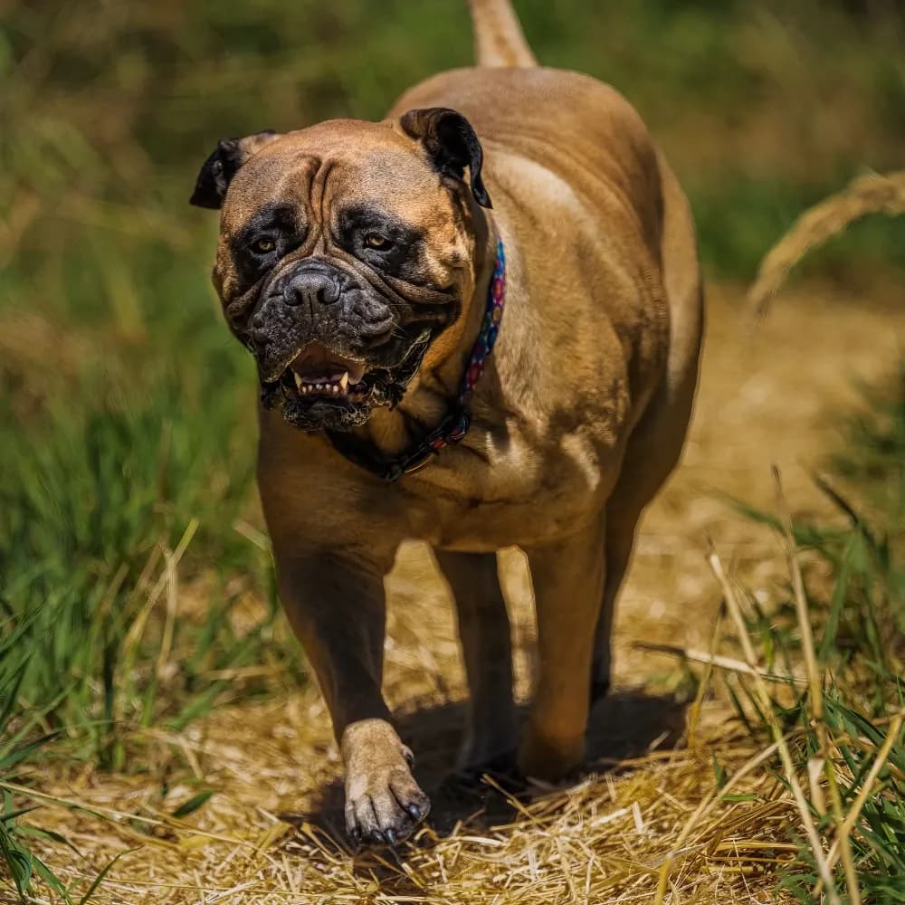 Bullmastiff — registro 01
