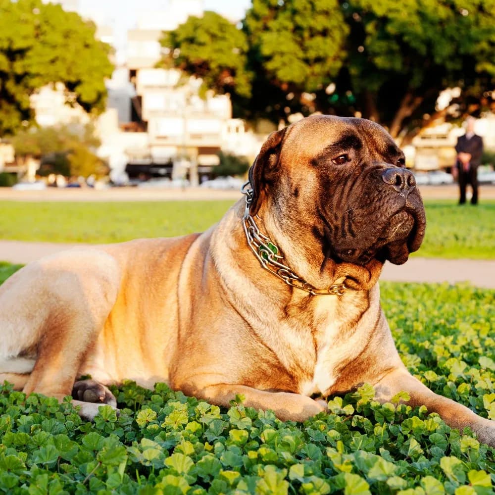 Bullmastiff — registro 02