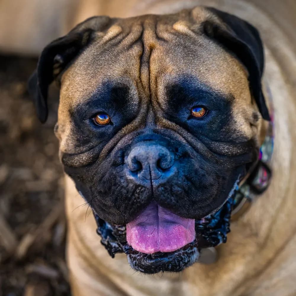 Bullmastiff — registro 04