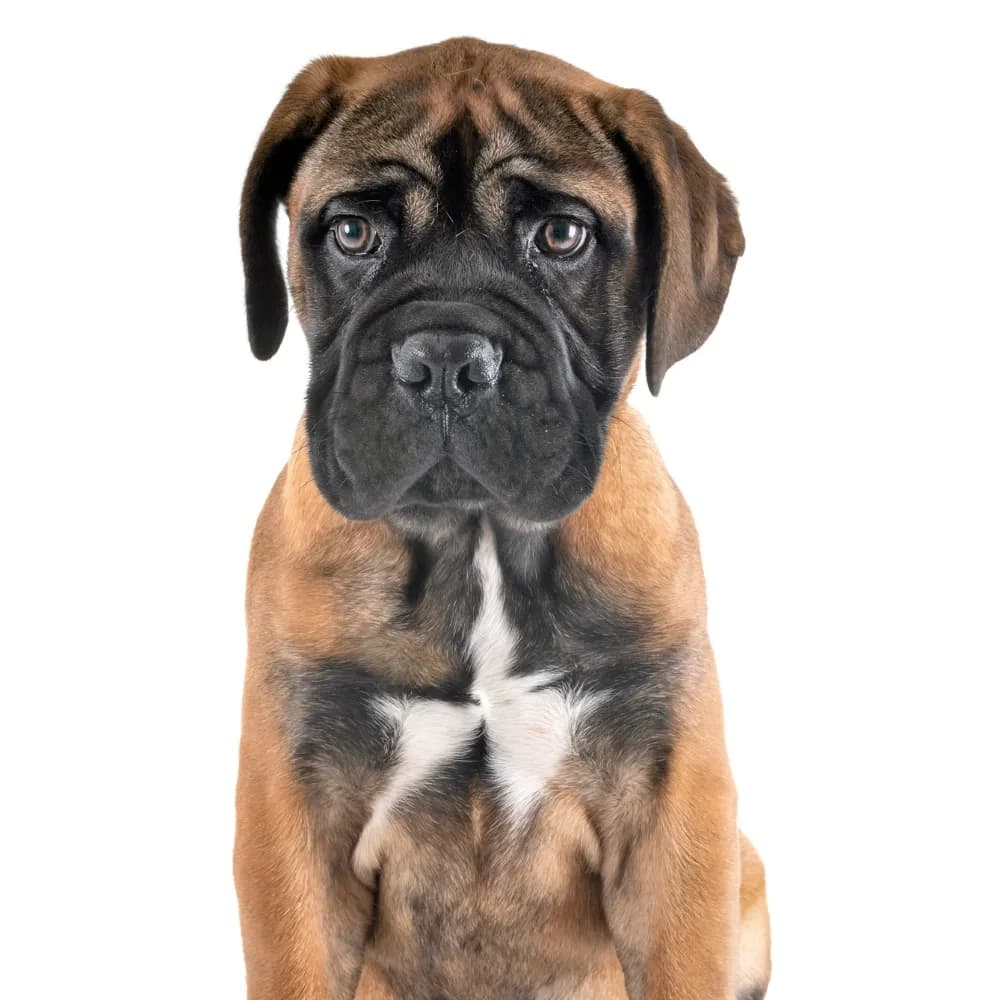 Bullmastiff — filhote