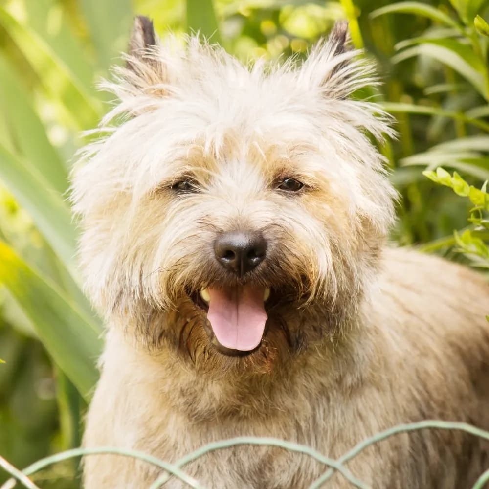 Cairn Terrier — registro 01