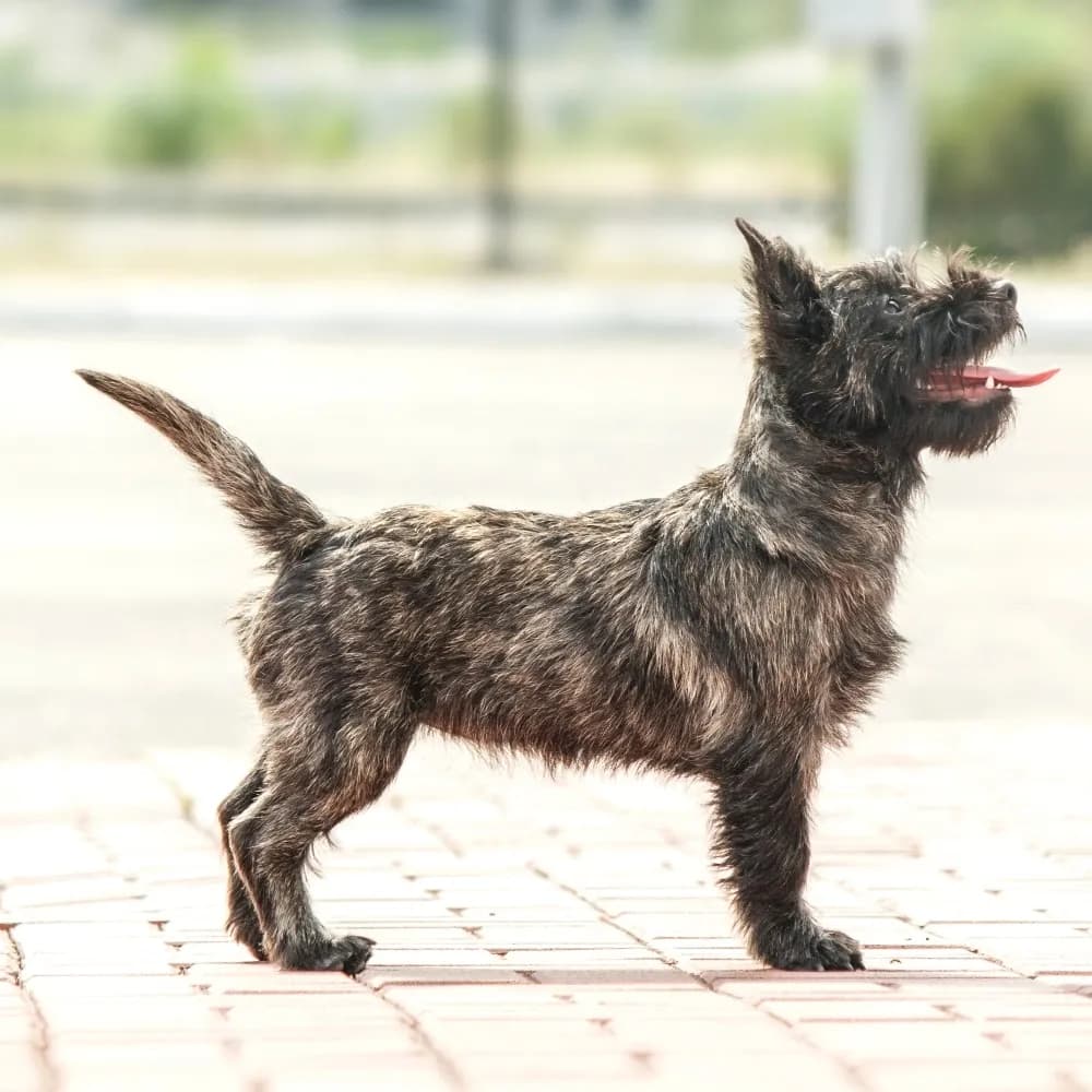 Cairn Terrier — registro 02